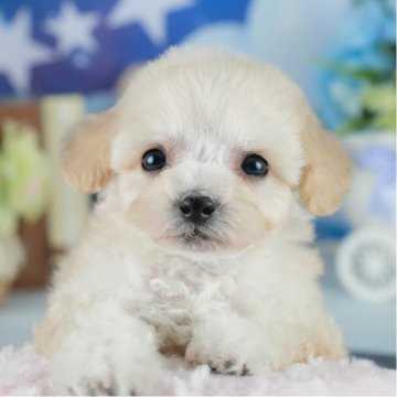 ミックス(ビションフリーゼ×トイプードル)【茨城県・女の子・2025年2月25日・クリーム】の写真「🌻2days見学会開催🌻5/24㈯25㈰🐾」