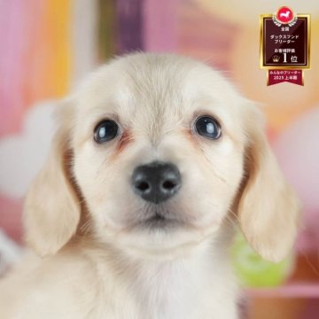 ミニチュアダックスフンド(ロング)【茨城県・男の子・2025年4月22日・イエロー】の写真「8/9㈯10㈰見学会！未掲載の子犬も集合🐾」