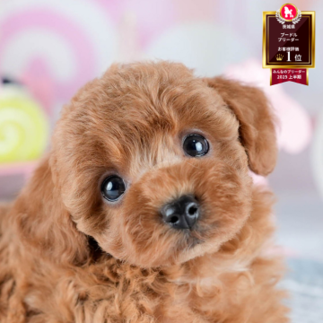 トイプードル(トイ)【茨城県・女の子・2025年11月4日・レッド】の写真「1/10㈯11㈰ドドンと開催✨子犬の大型見学会🐶」