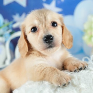 ミニチュアダックスフンド(ロング)【茨城県・女の子・2025年4月22日・イエロー】の写真「🌻6/28㈯29㈰50頭以上集まる見学会🐾」