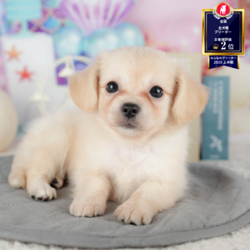 チワックス(チワワ×ダックスフンド)【茨城県・女の子・2025年9月9日・クリーム】の写真「12月限定！2周年＆X’masキャンペーン開催🎁」