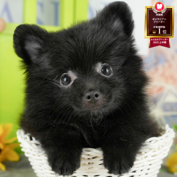 ポメラニアン【茨城県・女の子・2025年9月29日・ブラック】の写真「12/13(土)14(日)見学会開催🎅」