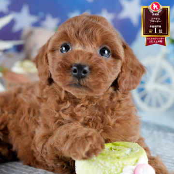 トイプードル(トイ)【茨城県・女の子・2025年11月4日・レッド】の写真「1/10㈯11㈰ドドンと開催✨子犬の大型見学会🐶」