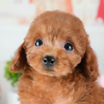 トイプードル(トイ)【茨城県・男の子・2025年8月31日・レッド】の写真「11/8㈯9㈰イベント開催🐾詳しくはブログへ📝」