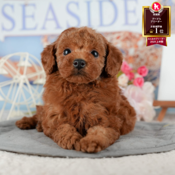 トイプードル(タイニー)【茨城県・男の子・2025年9月6日・レッド】の写真「11/22㈯23㈰特典付きイベント開催🎉」