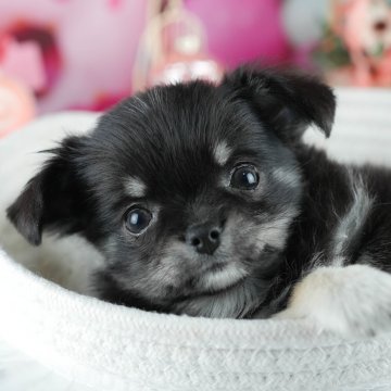 チワワ(ロング)【茨城県・女の子・2025年3月12日・ブラックタン&ホワイト】の写真「🌟イベントweak🎈5/4見学会・5/5体験会」