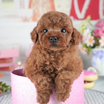 トイプードル(トイ)【茨城県・男の子・2025年3月26日・レッド】の写真「🐬7/12㈯13㈰50頭以上集まる見学会🌻」