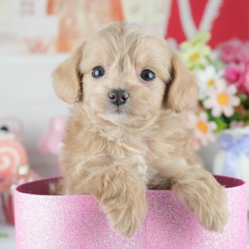 チワプー(チワワ×トイプードル)【茨城県・男の子・2025年3月24日・アプリコット】の写真「🌻2days見学会開催🌻5/24㈯25㈰🐾」