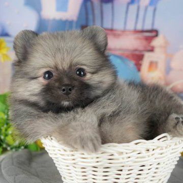 ポメラニアン【茨城県・男の子・2025年8月29日・ウルフセーブル】の写真「11/8㈯9㈰イベント開催🐾詳しくはブログへ📝」