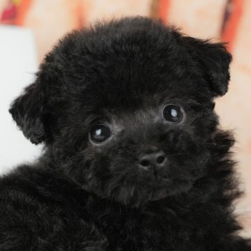 トイプードル(トイ)【茨城県・女の子・2025年9月17日・ブラック】の写真「11/22㈯23㈰特典付きイベント開催🎉」