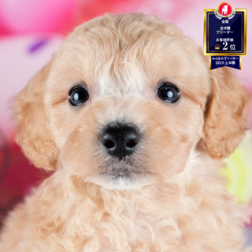 ビションプー(ビションフリーゼ×トイプードル)【茨城県・女の子・2025年10月23日・アプリコット】の写真「12月限定！2周年＆X’masキャンペーン開催🎁」
