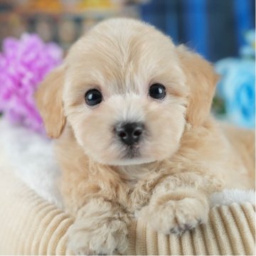 マルプー(マルチーズ×トイプードル)【茨城県・男の子・2025年2月23日・アプリコット】の写真「🌻2days見学会開催🌻5/24㈯25㈰🐾」