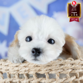 トイプードル(トイ)