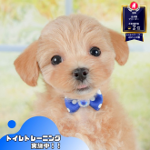 マルプー(マルチーズ×トイプードル)