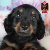 ミニチュアダックスフンド(ロング)【茨城県・男の子・2025年8月6日・ブラック&タン】の写真1「🐶全頭総額表示(接種済ワクチン代・マイクロチップ代・健康診断料込)」