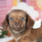 チワックス(チワワ×ダックスフンド)【茨城県・女の子・2025年5月28日・レッド】の写真1「🐶全頭総額表示(接種済ワクチン代・マイクロチップ代・健康診断料込)」