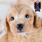 ビションプー(ビションフリーゼ×トイプードル)