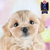 マルプー(マルチーズ×トイプードル)【茨城県・女の子・2025年6月18日・アプリコット】の写真1「🐶全頭総額表示(接種済ワクチン代・マイクロチップ代・健康診断料込)」