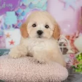 トイプードル(トイ)【茨城県・男の子・2025年8月29日・アプリコット】の写真1「🐶全頭総額表示(接種済ワクチン代・マイクロチップ代・健康診断料込)」