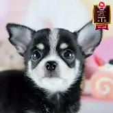 チワワ(ロング)