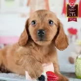 ミニチュアダックスフンド(ロング)【茨城県・女の子・2025年6月22日・ゴールド】の写真1「🐶全頭総額表示(接種済ワクチン代・マイクロチップ代・健康診断料込)」