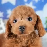 トイプードル(トイ)