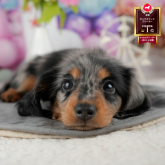 ミニチュアダックスフンド(ロング)