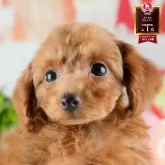 トイプードル(トイ)