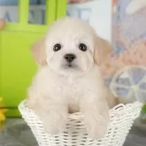 トイプードル(トイ)