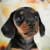 ミニチュアダックスフンド(スムース)