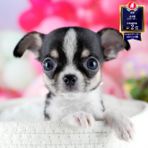 チワワ(スムース)