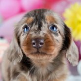 ミニチュアダックスフンド(ロング)