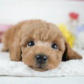 トイプードル(トイ)