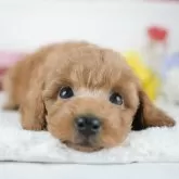 トイプードル(トイ)