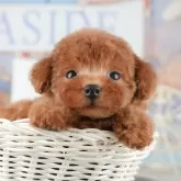 トイプードル(トイ)