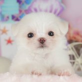 チワマル(マルチーズ×チワワ)