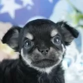 チワワ(ロング)