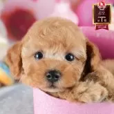 トイプードル(トイ)【茨城県・男の子・2025年8月12日・アプリコット】の写真1「🐶全頭総額表示(接種済ワクチン代・マイクロチップ代・健康診断料込)」