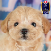 マルプー(マルチーズ×トイプードル)