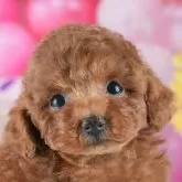 タイニープードル【茨城県・男の子・2025年6月3日・レッド】の写真1「🐶全頭総額表示(接種済ワクチン代・マイクロチップ代・健康診断料込)」