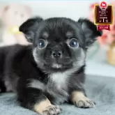 チワワ(ロング)