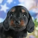 ミニチュアダックスフンド(ロング)【茨城県・男の子・2025年4月13日・ブラック&タン】の写真1「🐶全頭総額表示(接種済ワクチン代・マイクロチップ代・健康診断料込)」