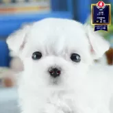 マルチーズ