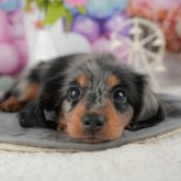 ミニチュアダックスフンド(ロング)