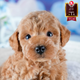 トイプードル(トイ)