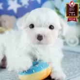 マルチーズ