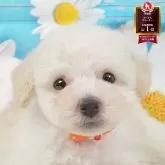 トイプードル(トイ)【茨城県・男の子・2025年5月2日・ホワイト】の写真1「🐶全頭総額表示(接種済ワクチン代・マイクロチップ代・健康診断料込)」