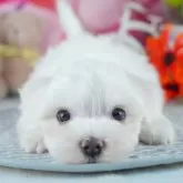 マルチーズ