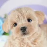 マルプー(マルチーズ×トイプードル)【茨城県・女の子・2025年8月2日・アプリコット】の写真1「🐶全頭総額表示(接種済ワクチン代・マイクロチップ代・健康診断料込)」