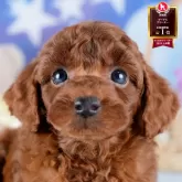 トイプードル(トイ)